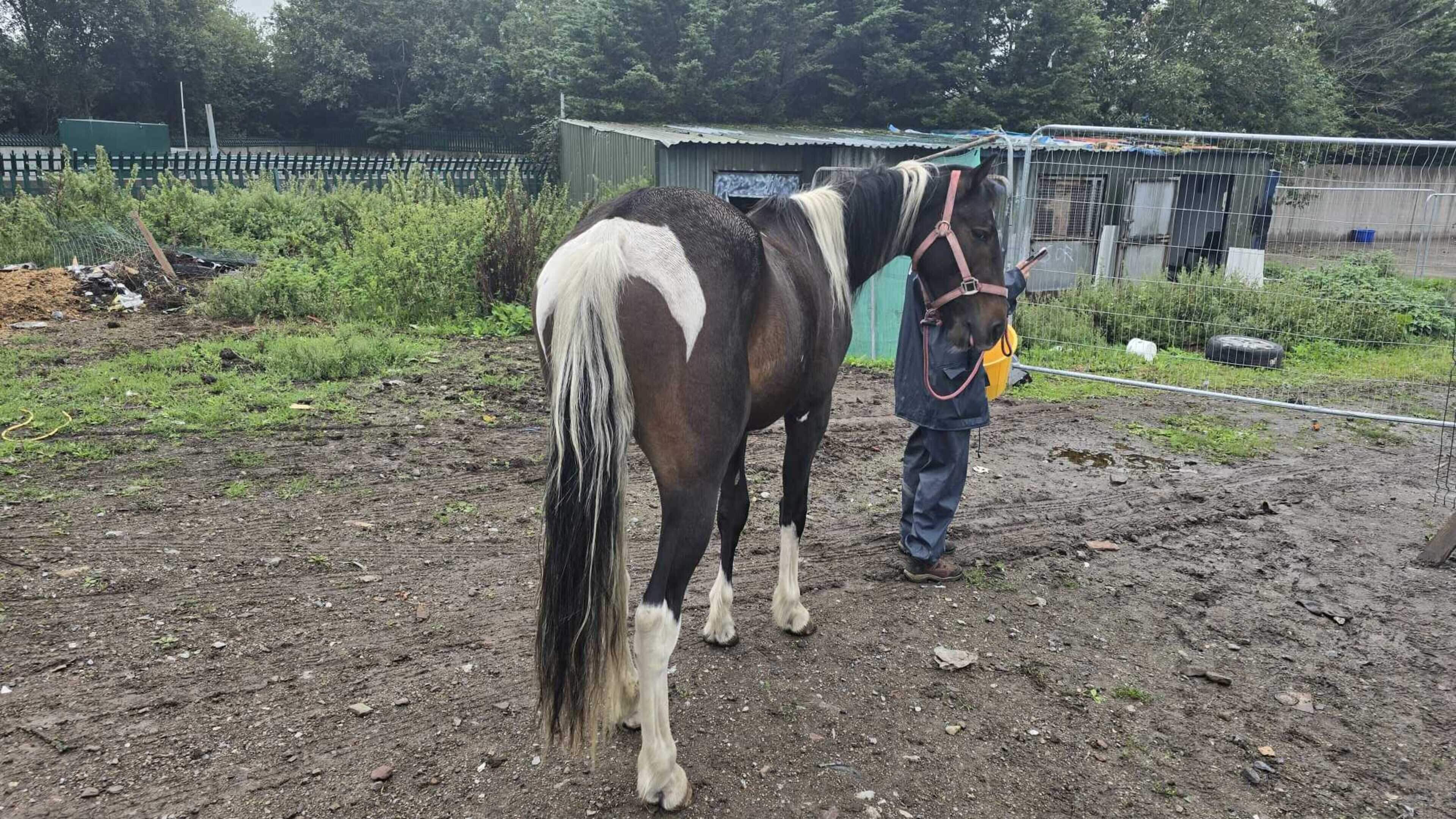 Male (20s) arrested as Cork gardaí seize cash, drugs, weapons and animals after early morning raid